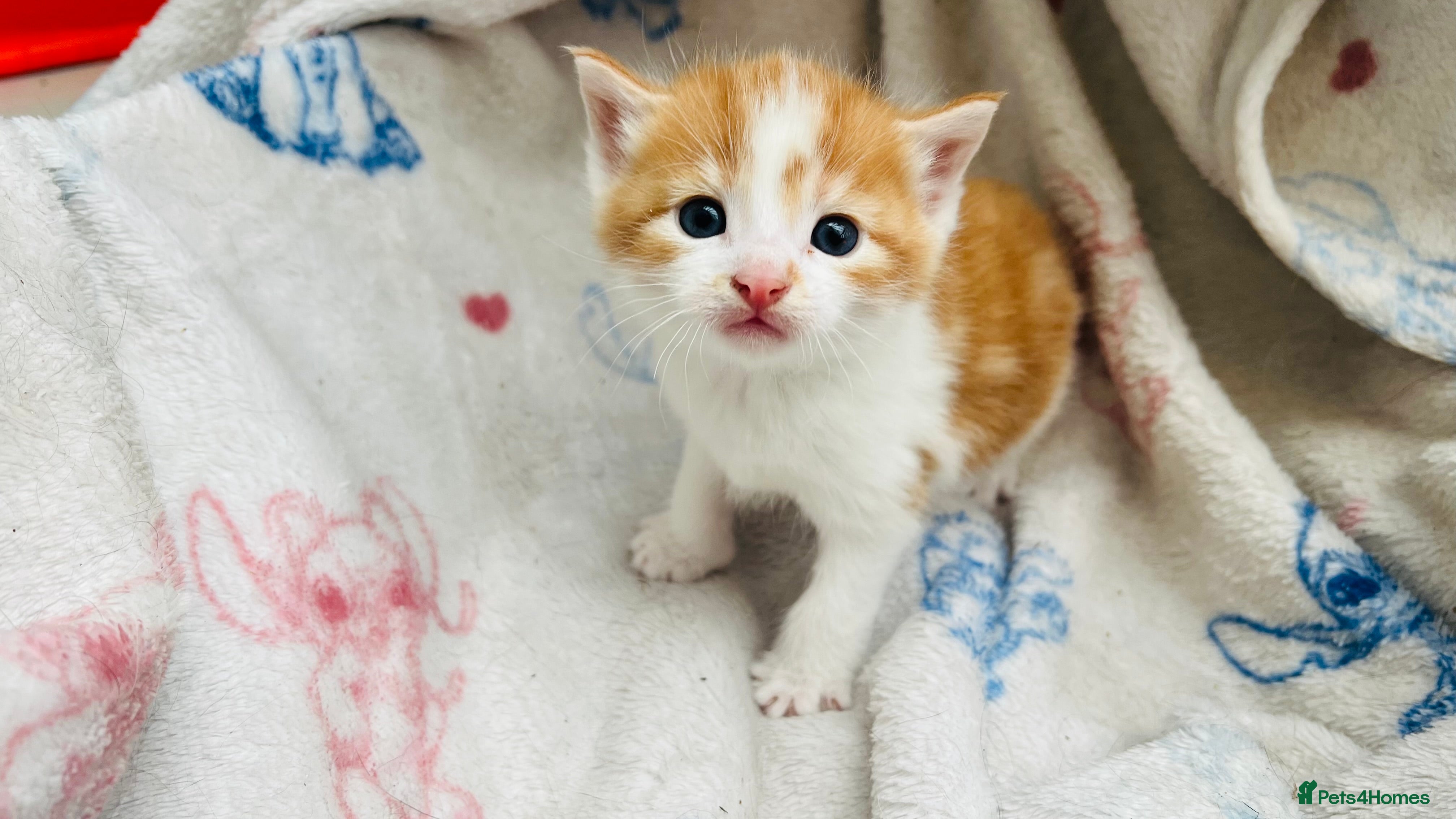 Mixed Breed cats Spoiled kittens  - Advert 3