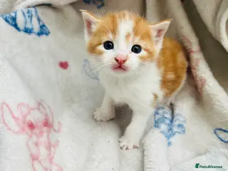 Mixed Breed cats Spoiled kittens - Advert 8