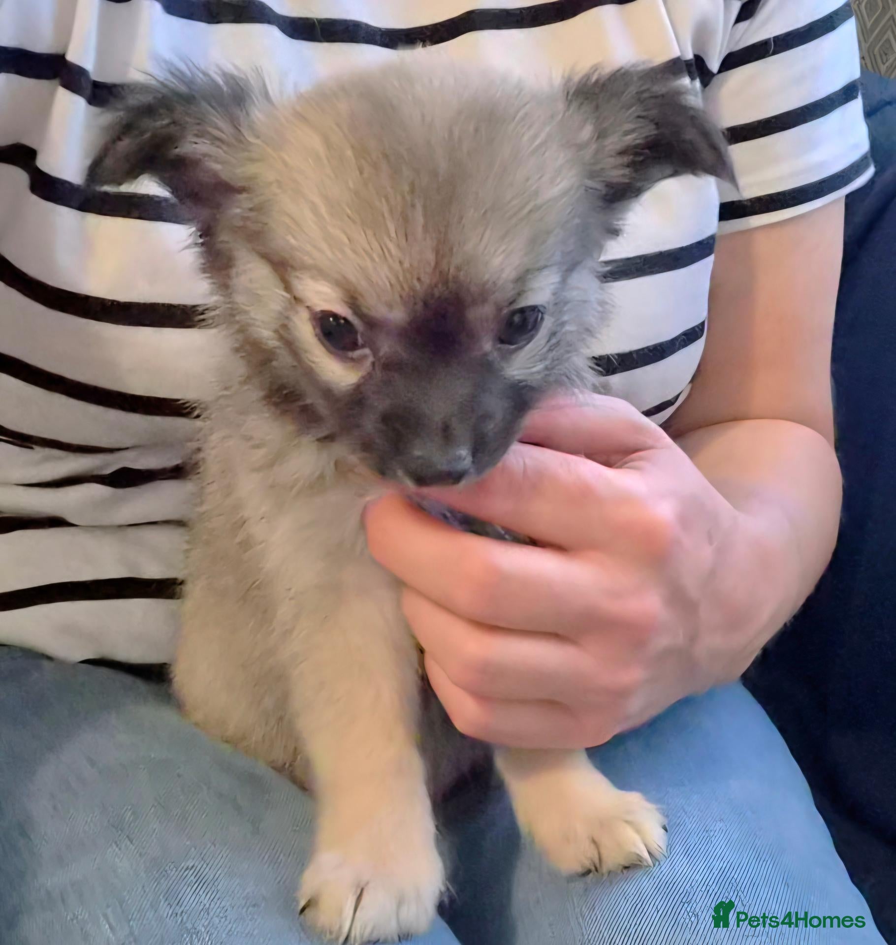 Chihuahua dogs Ready to leave Now long Coat Chihuahua male pup - Advert 14