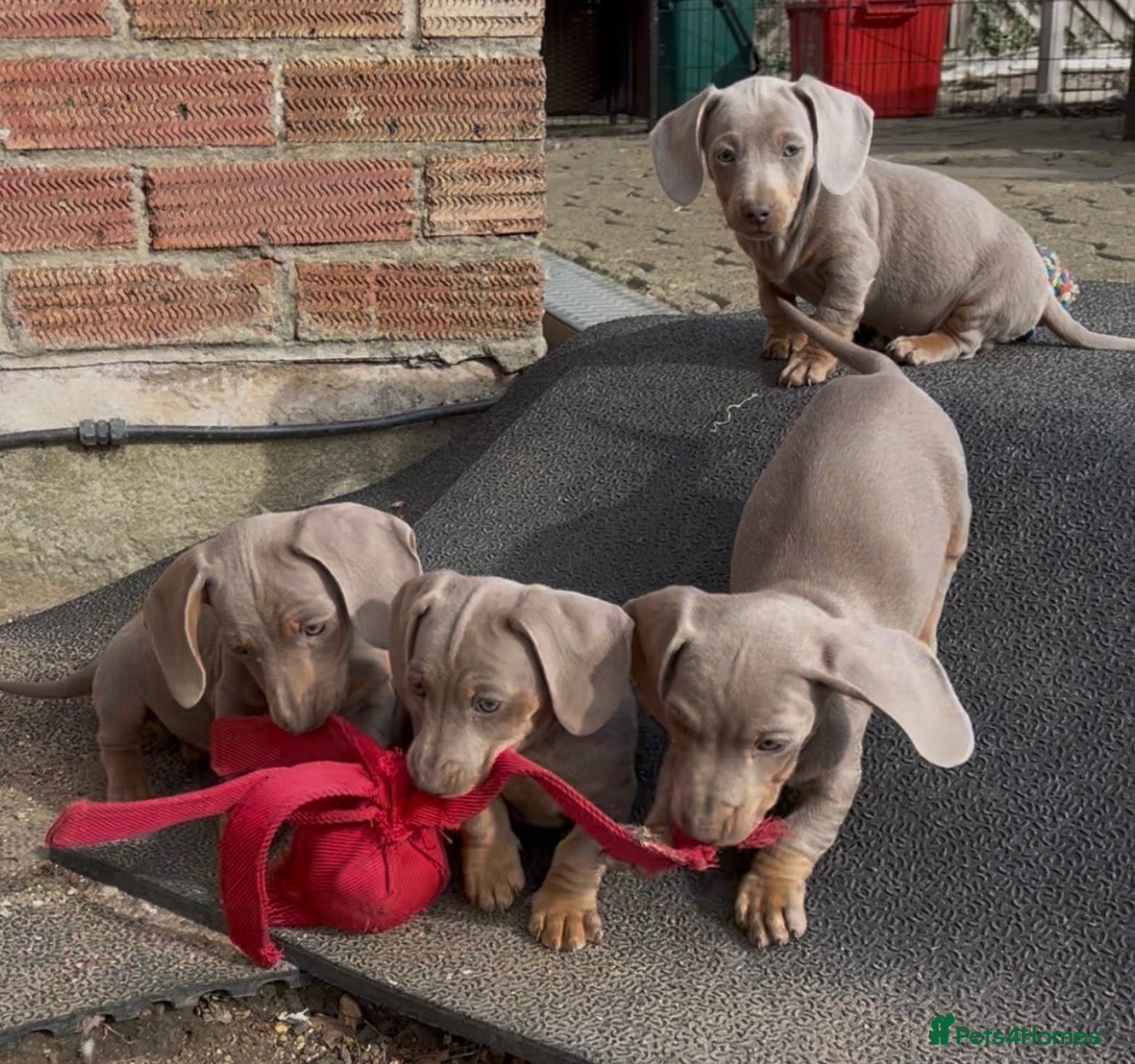 Miniature Dachshund dogs for sale: MINIATURE DACHSHUNDS KC REGISTERED in Colchester - Advert 3
