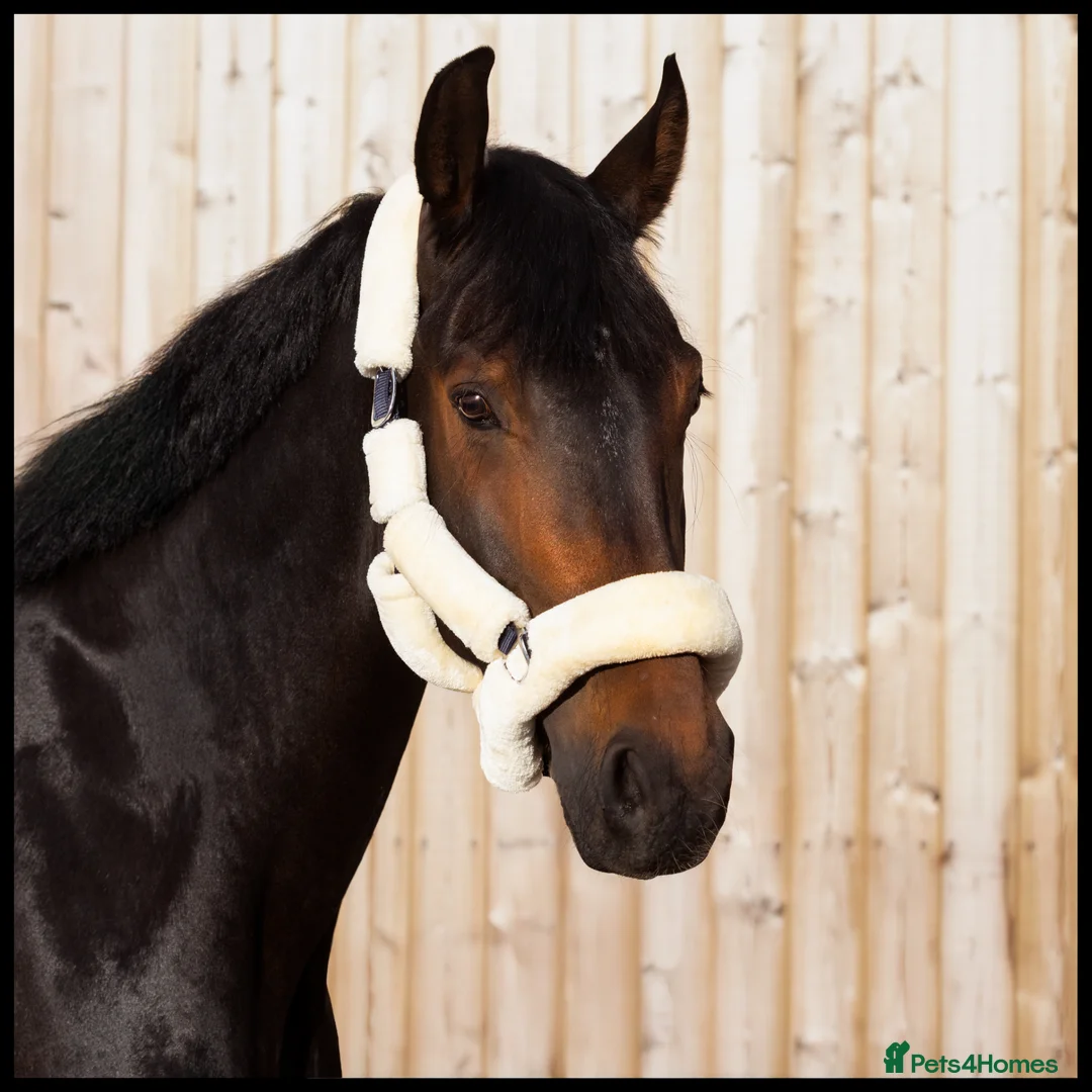 Irish Draught horses for sale: 17.2 WB x Irish Draft Restart Project NO novices - Advert 5