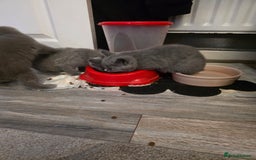 British Shorthair cats for sale: BSH cross 2 male 2 female ready now - Image 9