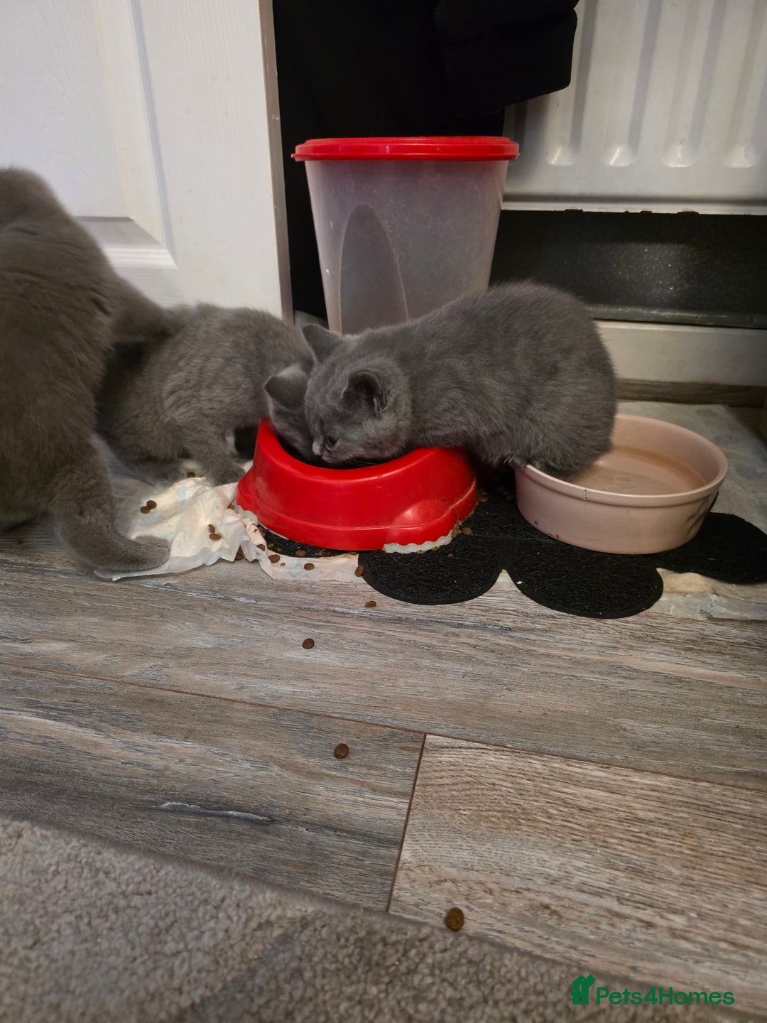 British Shorthair cats for sale: BSH cross 2 male 2 female ready now - Image 9