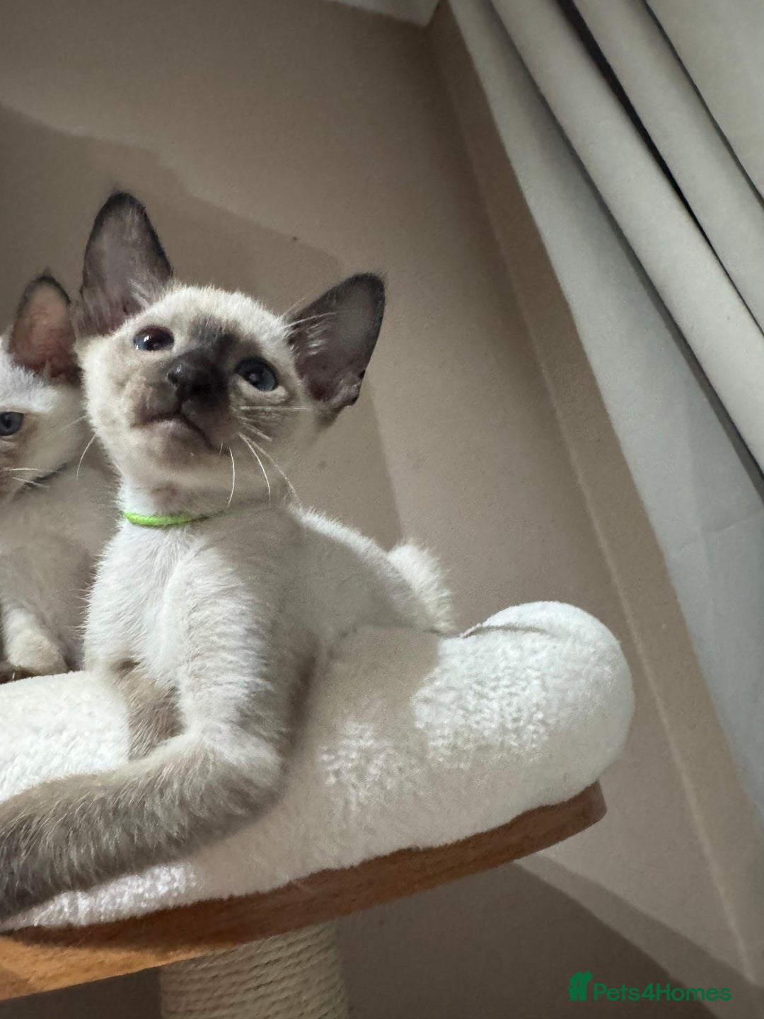 Siamese cats for sale: 5 affectionate adorable Siamese kittens ready now - Image 3