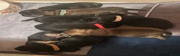 Chiweenie dogs for sale: 8 beautiful chiweenie‘s for sale - Advert 18