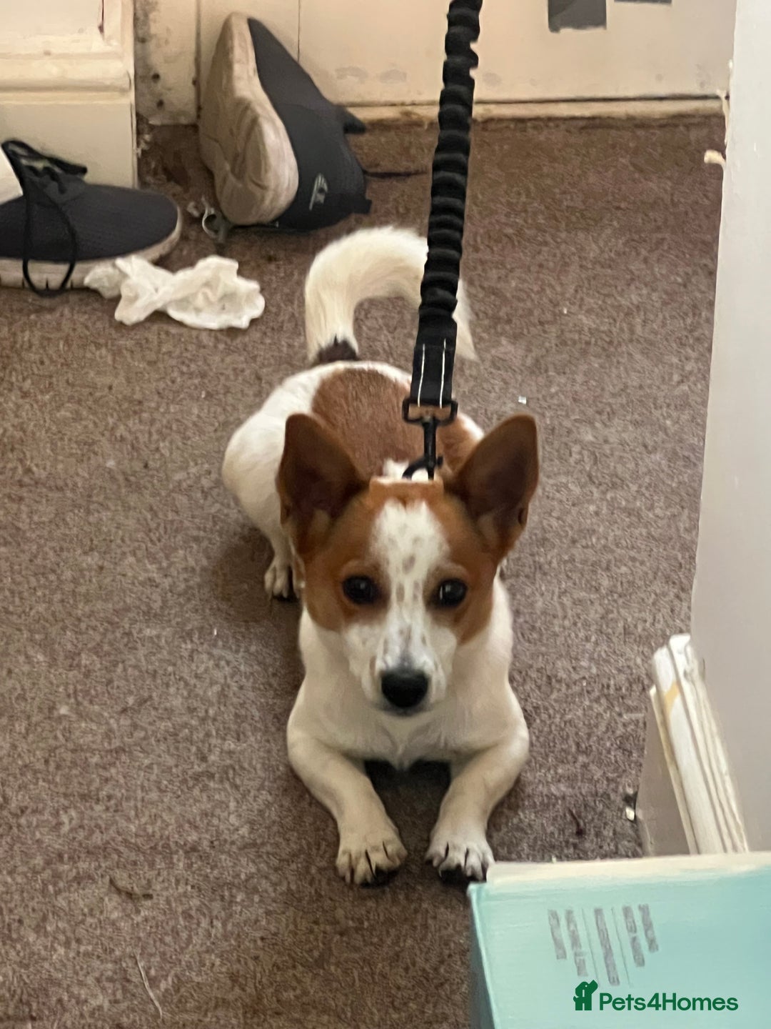 Jack Russell dogs for sale: Toby  - Image 1