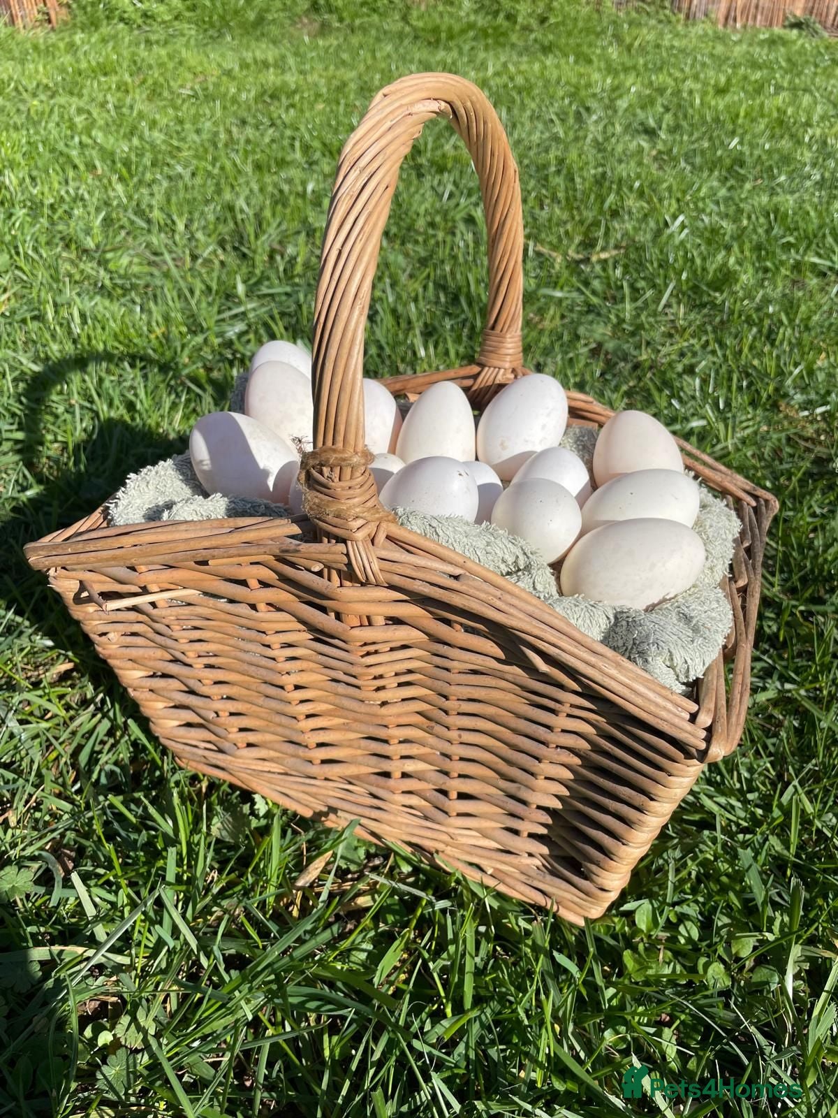 Chickens poultry 6 x Fresh Bantam Polish Hatching Eggs - Advert 1