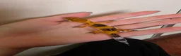Leopard Gecko reptiles for sale: Baby leopard geckos - Advert 24