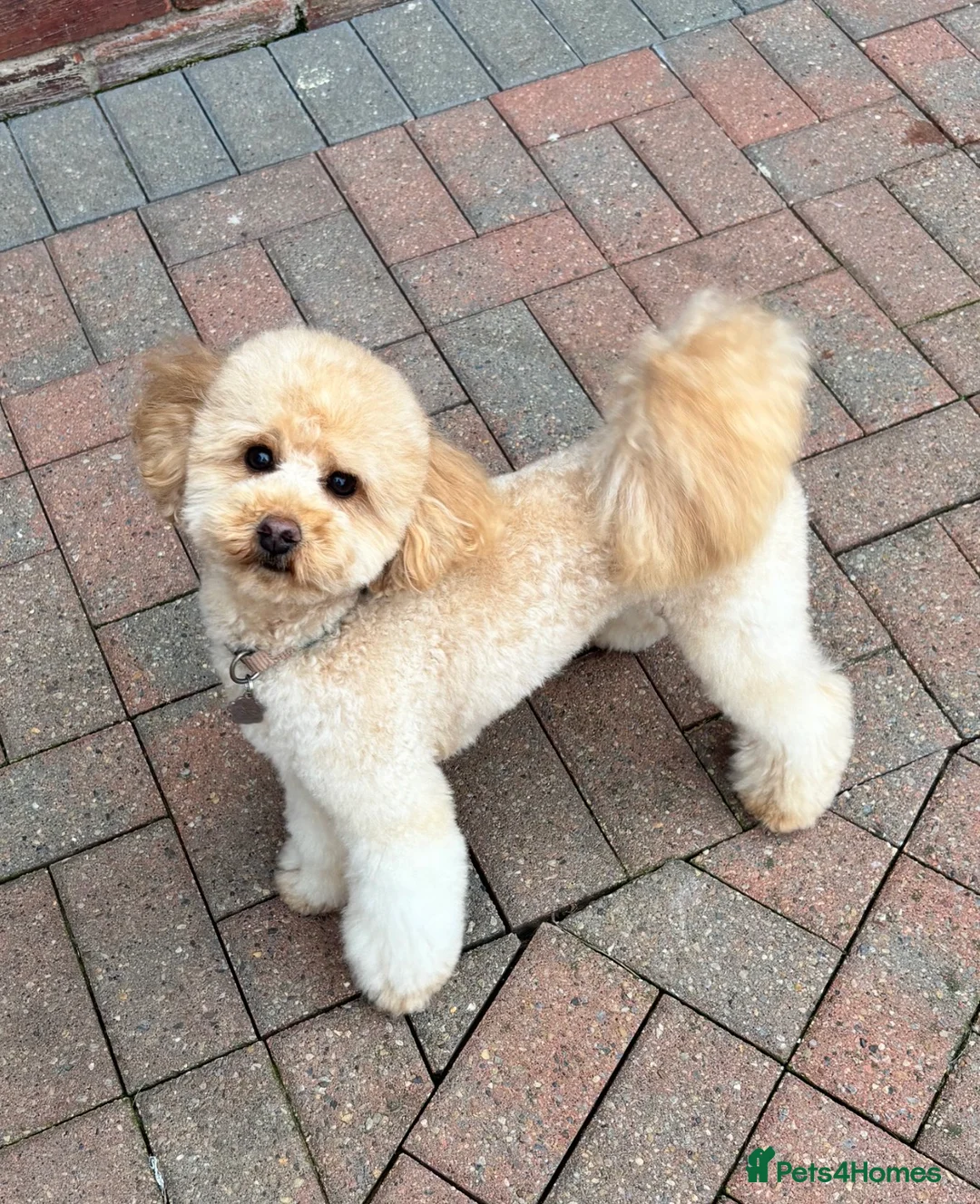 Miniature Poodle dogs for stud: Proven - KC REG MINIATURE POODLE STUD 🐩🐾 in Doncaster - Advert 2