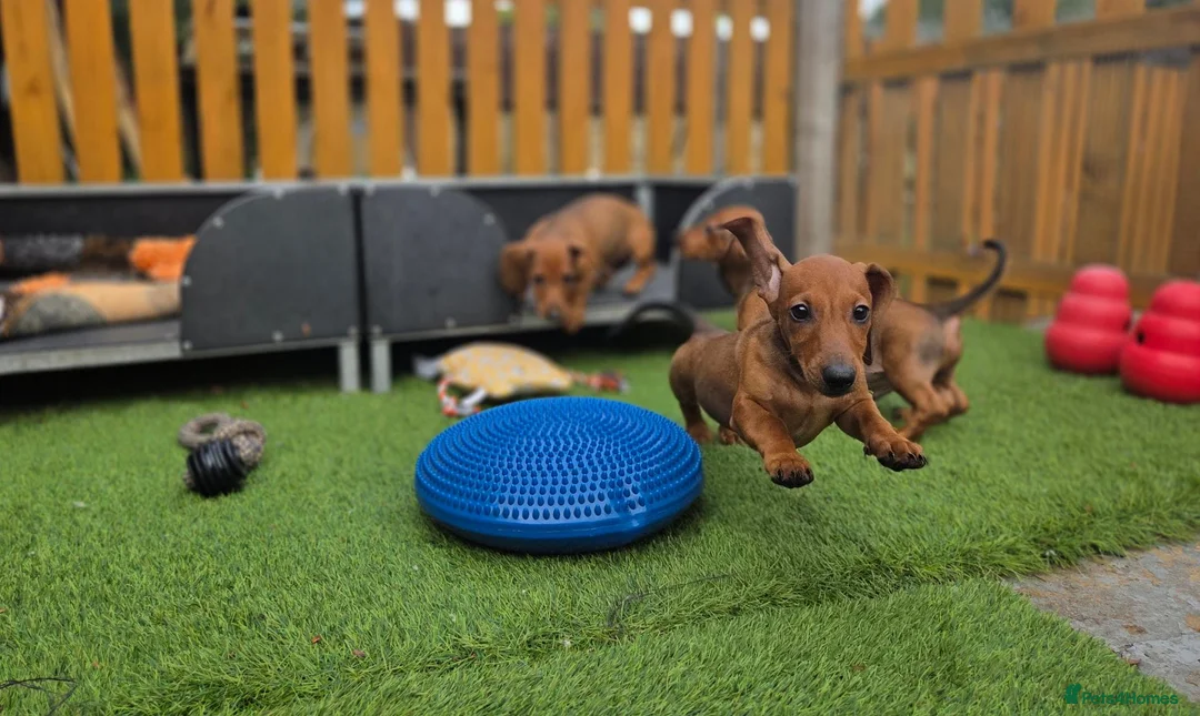 Dachshund dogs for sale: Standard Dachshund KC registered puppies - Advert 2