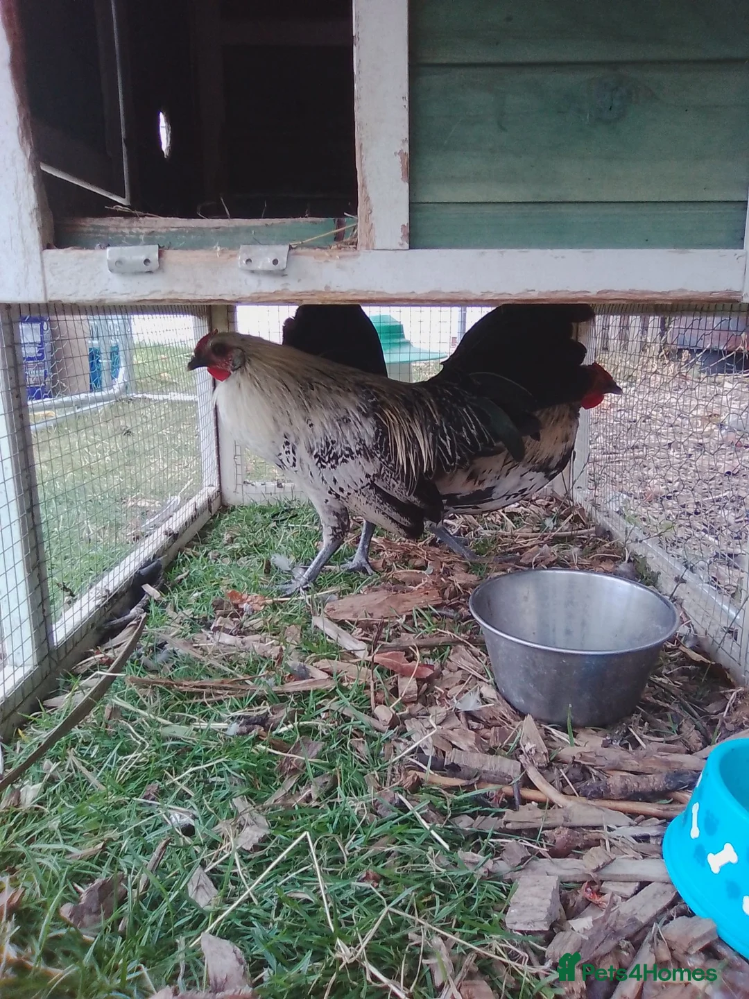 Mixed Breed poultry for sale: Mixed bread bantams  - Advert 2