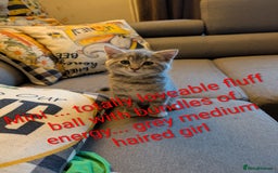 Ragdoll cats for sale: Ragdoll/Persian mixed kitties - Image 4