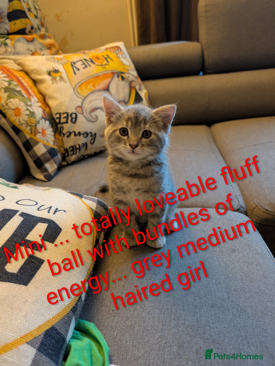 Ragdoll cats for sale: Ragdoll/Persian mixed kitties - Image 4