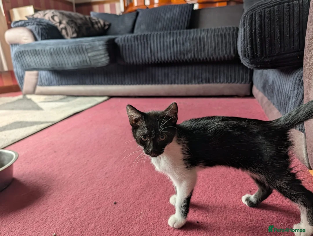 Mixed Breed cats for sale:  black & white female kitten - Advert 11
