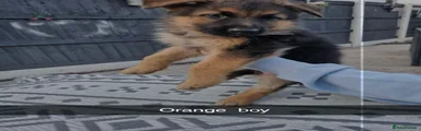 German Shepherd 5