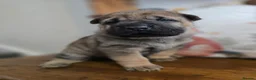 Mixed Breed dogs for sale: Shepard Peis - Advert 34