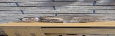 British Shorthair 6