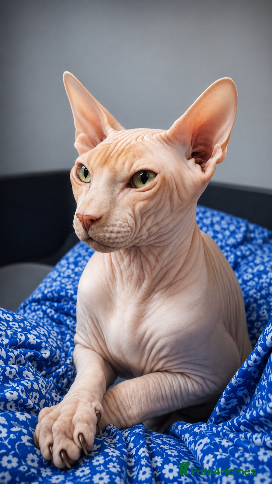 Sphynx cats PROVEN SPHYNX STUD - Advert 1