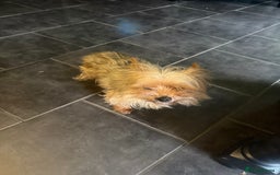 Yorkshire Terrier dogs for sale: Ruby bundle of mischief - Advert 2