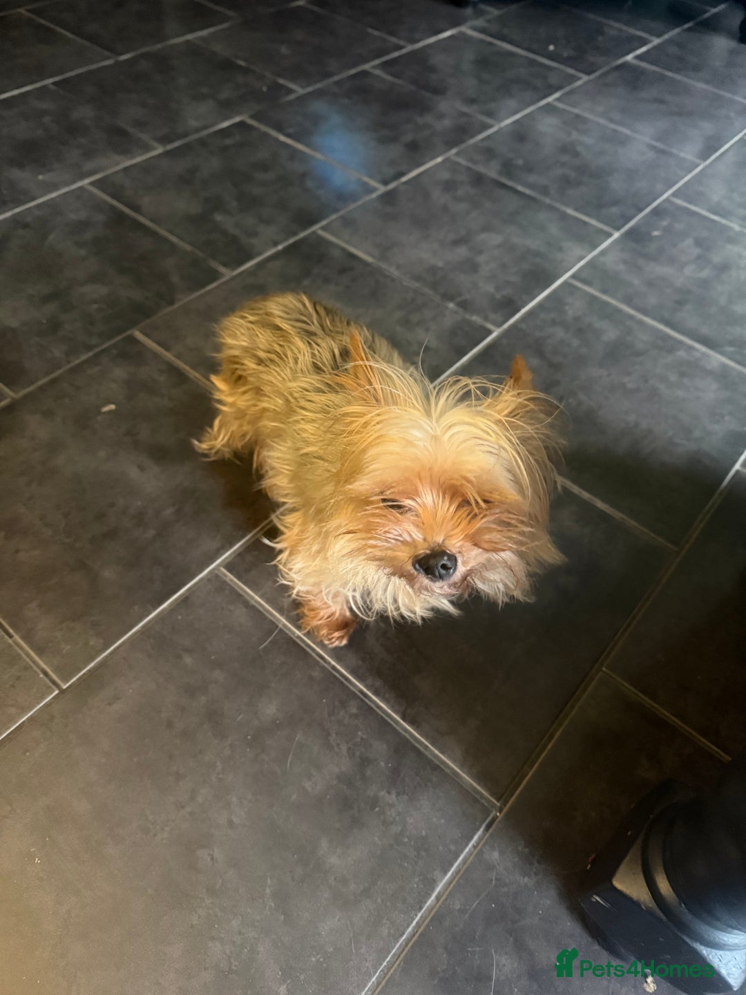 Yorkshire Terrier dogs for sale: Ruby bundle of mischief - Advert 2