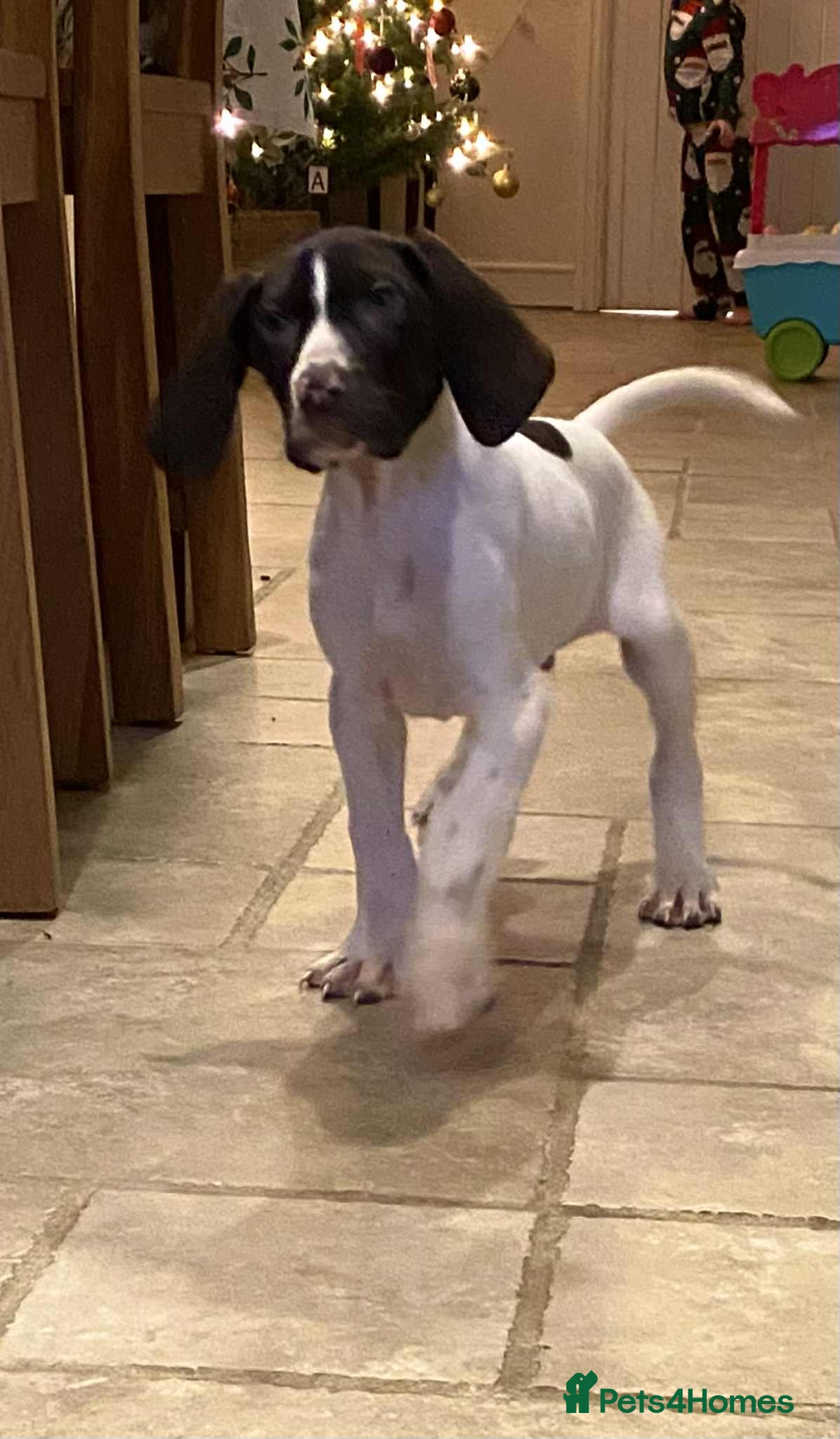 German Shorthaired Pointer dogs ⭐ 6 adorable German shorthaired pointer puppies ⭐️ - Advert 2