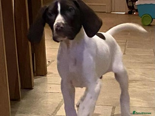 German Shorthaired Pointer dogs ⭐ 6 adorable German shorthaired pointer puppies ⭐️ - Advert 3