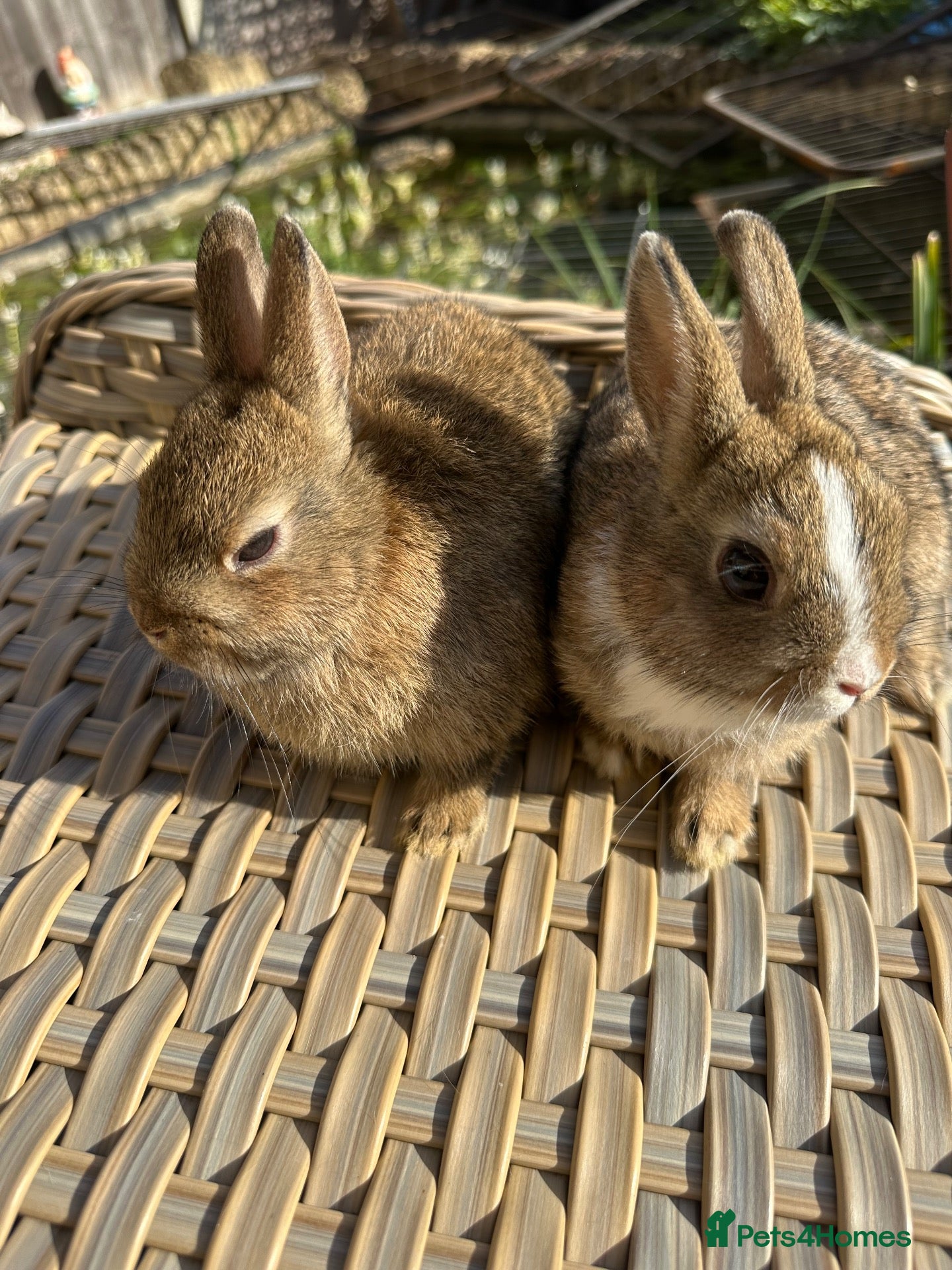 Netherland Dwarf rabbits 2 Pretty Netherlands dwarf sisters. - Advert 2