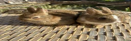 Netherland Dwarf rabbits for sale: 2 Pretty Netherlands dwarf sisters. - Advert 1