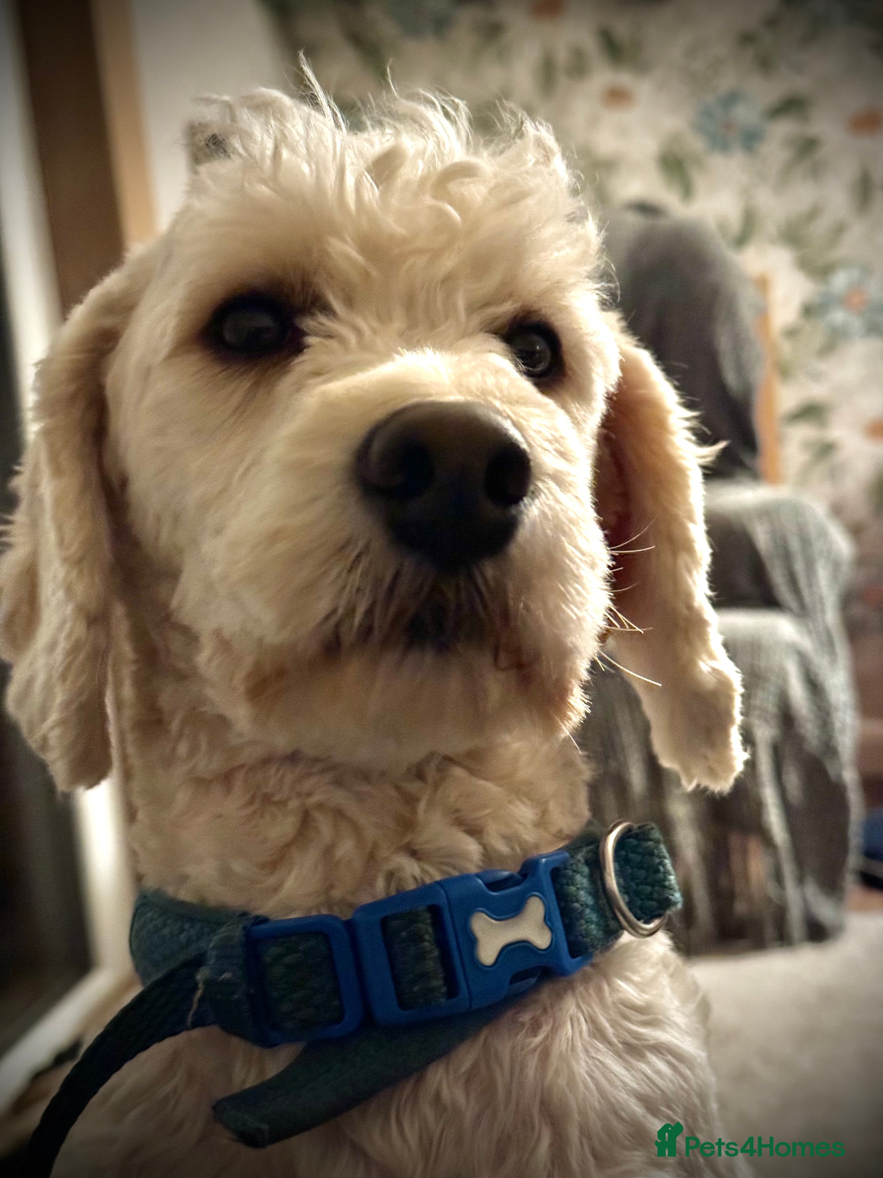 Cockapoo dogs Ralf.  in Dunfermline - Advert 4