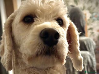 Cockapoo dogs Ralf. in Dunfermline - Advert 2