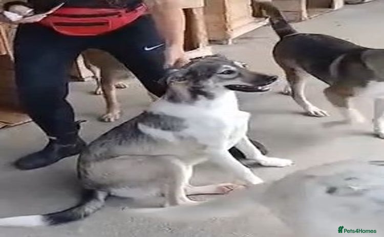 Mixed Breed dogs - Advert 3