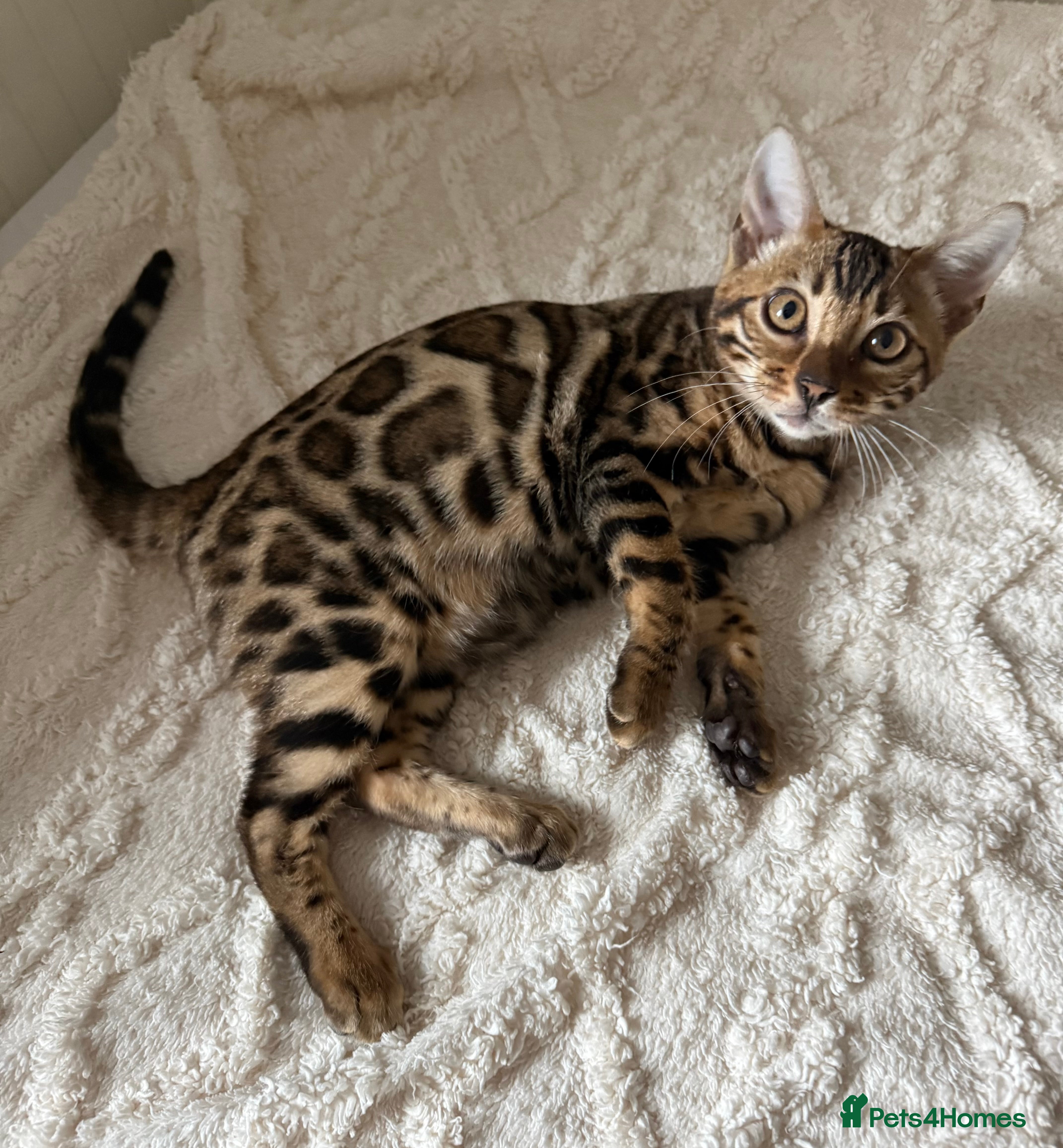 Bengal cats 🐆Adorable pedigree bengal kittens🐆 - Advert 4
