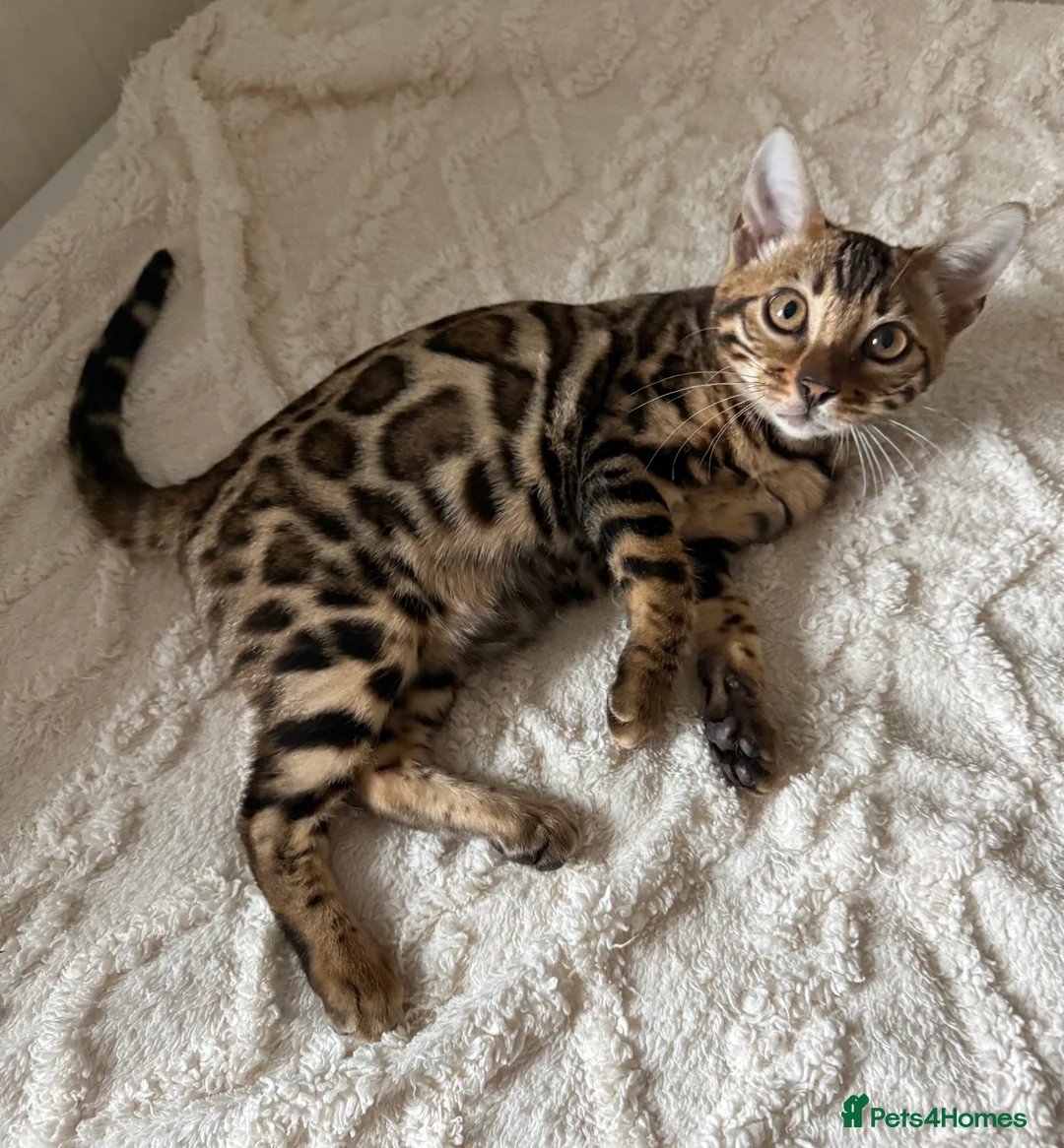 Bengal cats for sale: 🐆Adorable pedigree bengal kittens🐆 - Advert 1