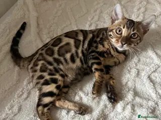 Bengal cats 🐆Adorable pedigree bengal kittens🐆 - Advert 5