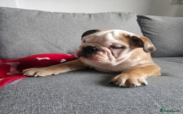 Olde English Bulldogge dogs for sale: English bulldog - Image 6