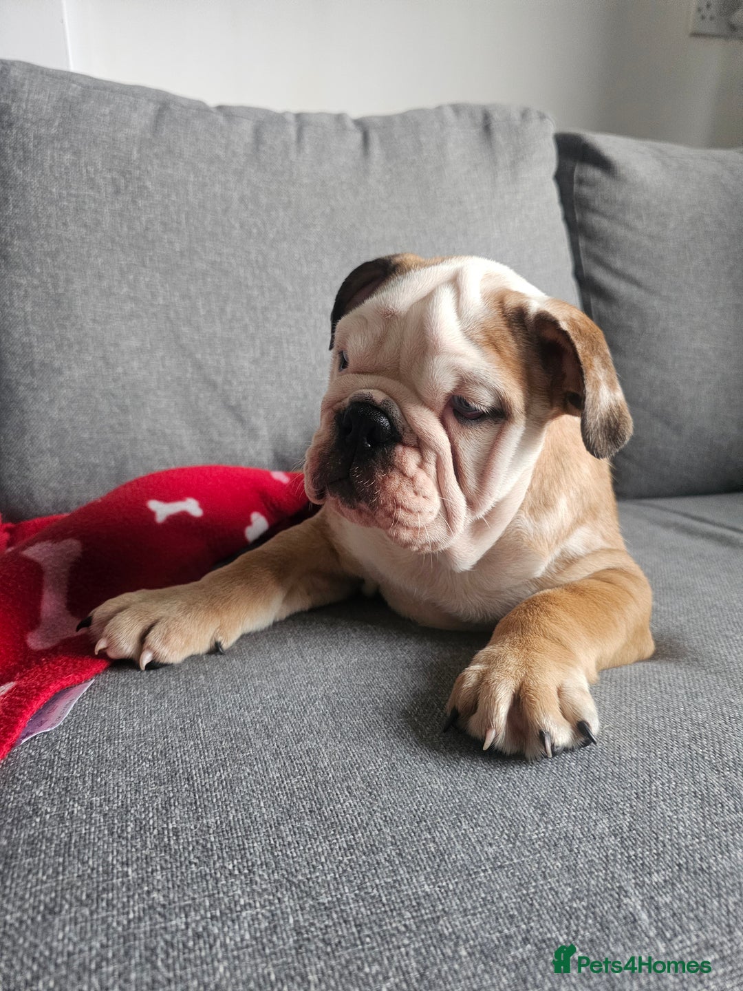 Olde English Bulldogge dogs for sale: English bulldog - Image 6