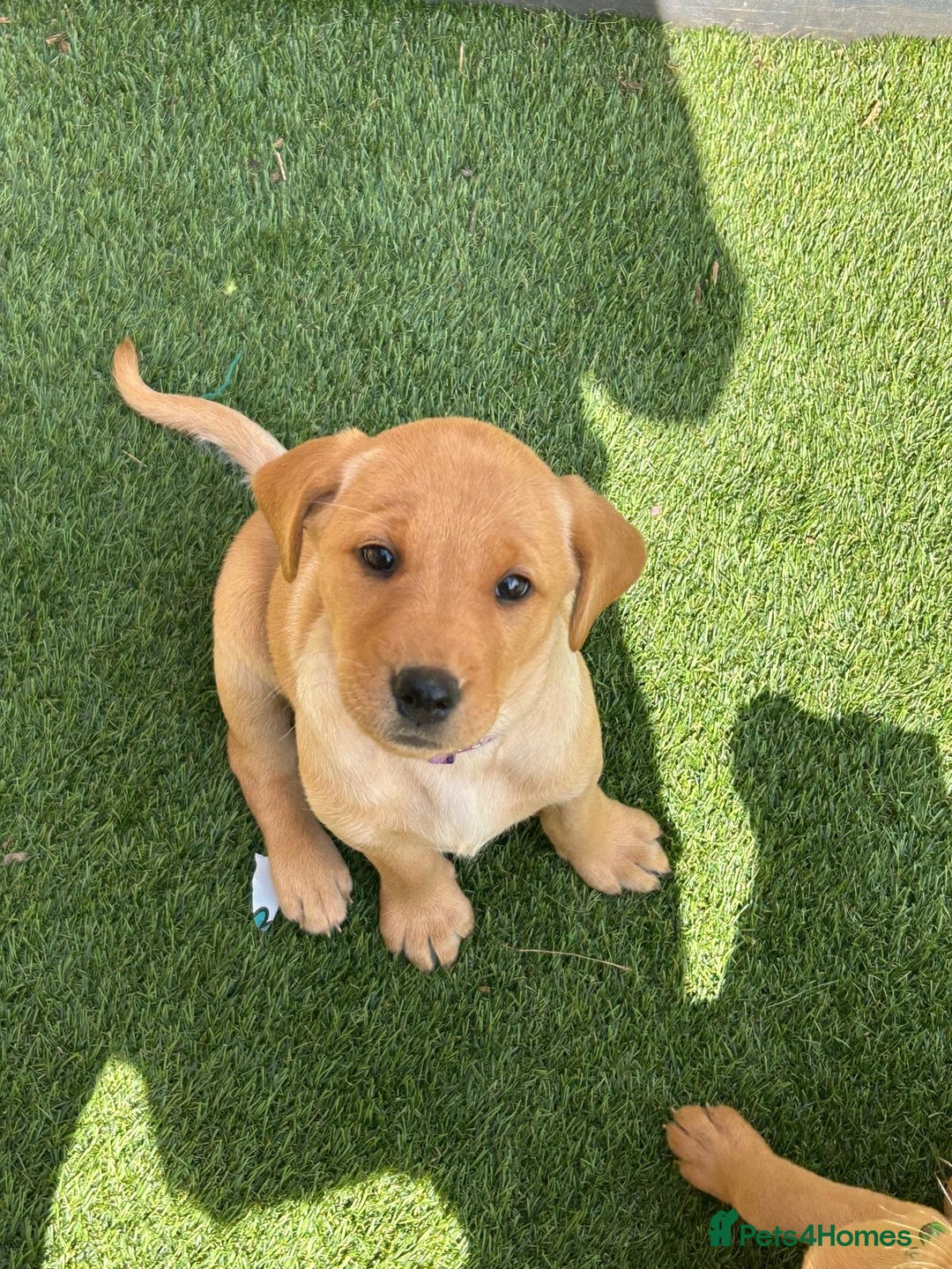 Labrador Retriever dogs for sale: Golden and fox red lab puppies ready to leave now - Image 6