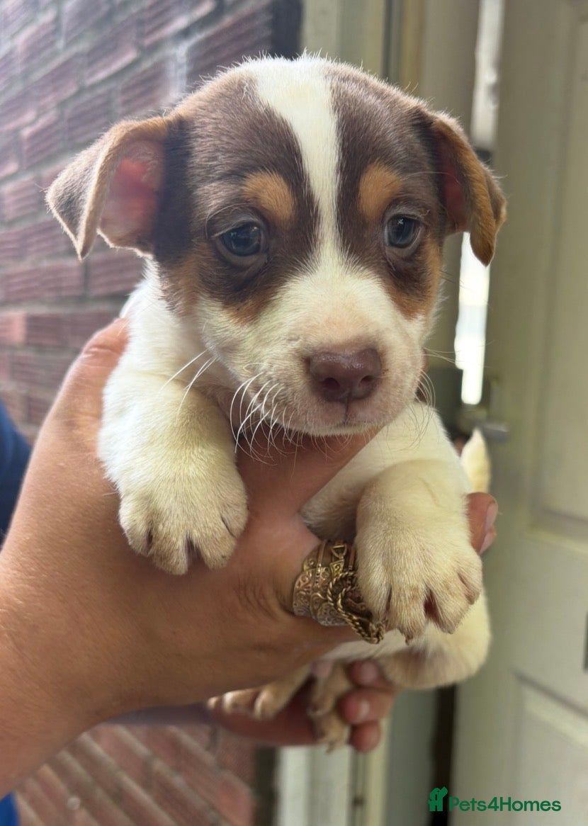 Jack Russell dogs Jack Russell puppy’s  - Advert 3