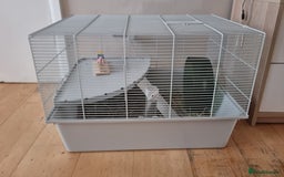 Hamster rodents for sale: Friendly syrian hamster to sell ASAP - Image 7