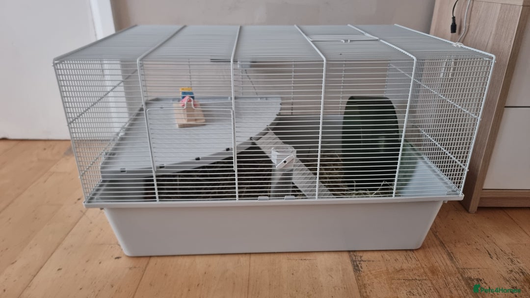 Hamster rodents for sale: Friendly syrian hamster to sell ASAP - Image 7