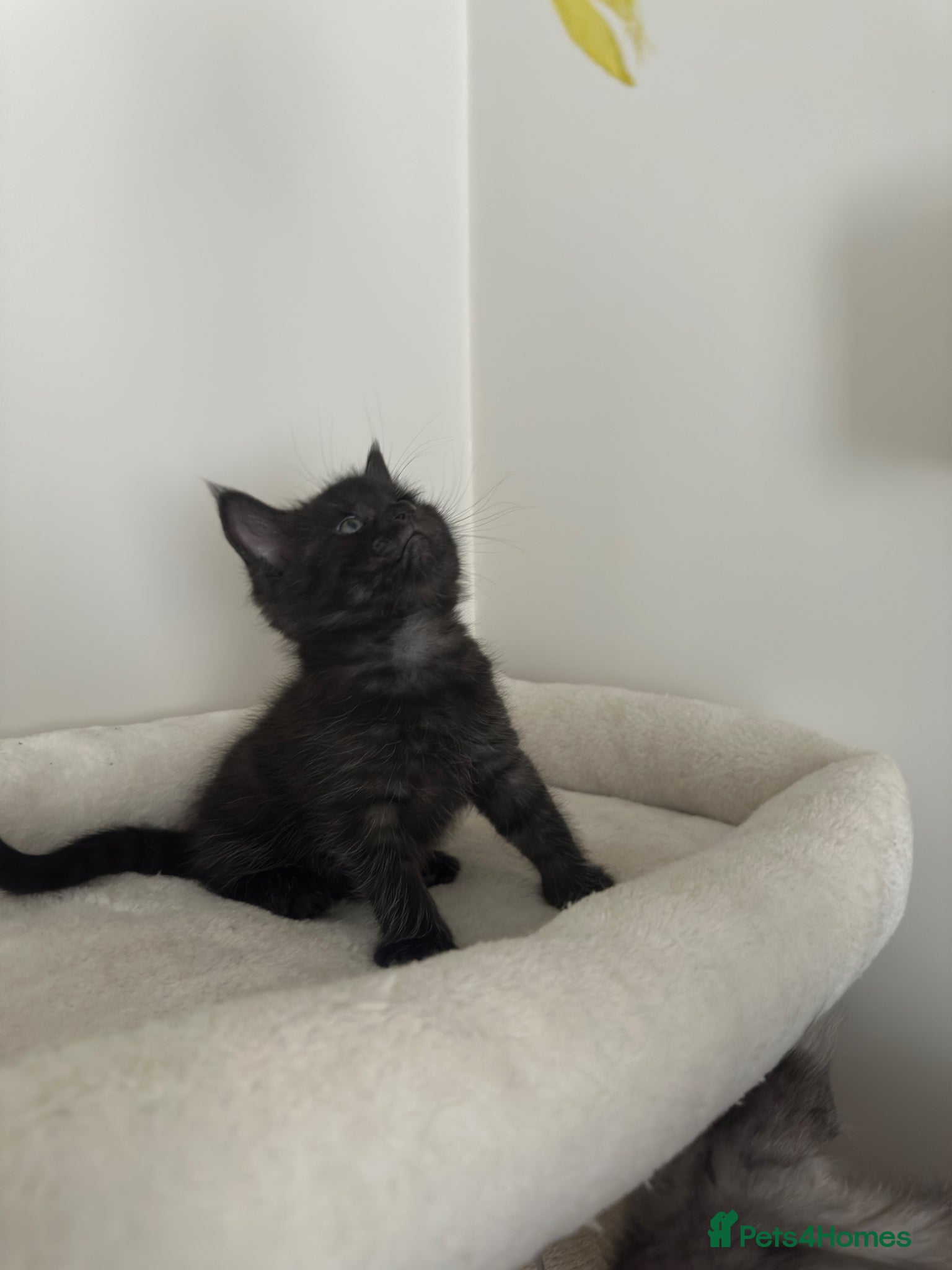 Mixed Breed cats for sale: Maine coon mix breed kittens  - Advert 9