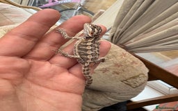 Bearded Dragon reptiles for sale: Female bearded dragon - Image 2