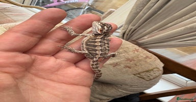 Bearded Dragon reptiles - Advert 11