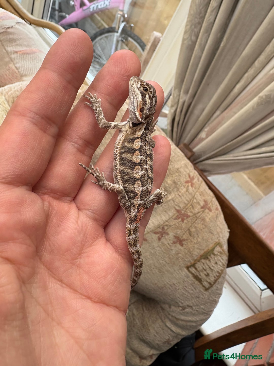Bearded Dragon reptiles for sale: Female bearded dragon - Image 2