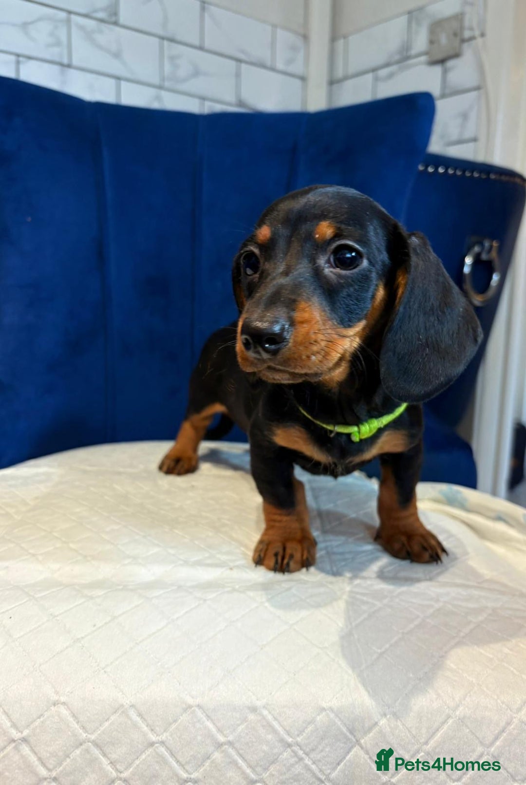 Miniature Dachshund dogs for sale: Miniature Dachshunds  - Advert 5