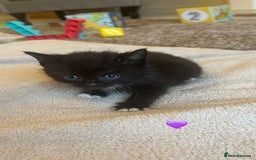 Mixed Breed cats for sale:  Beautiful Mixed-Breed Kittens🐾 - Image 10