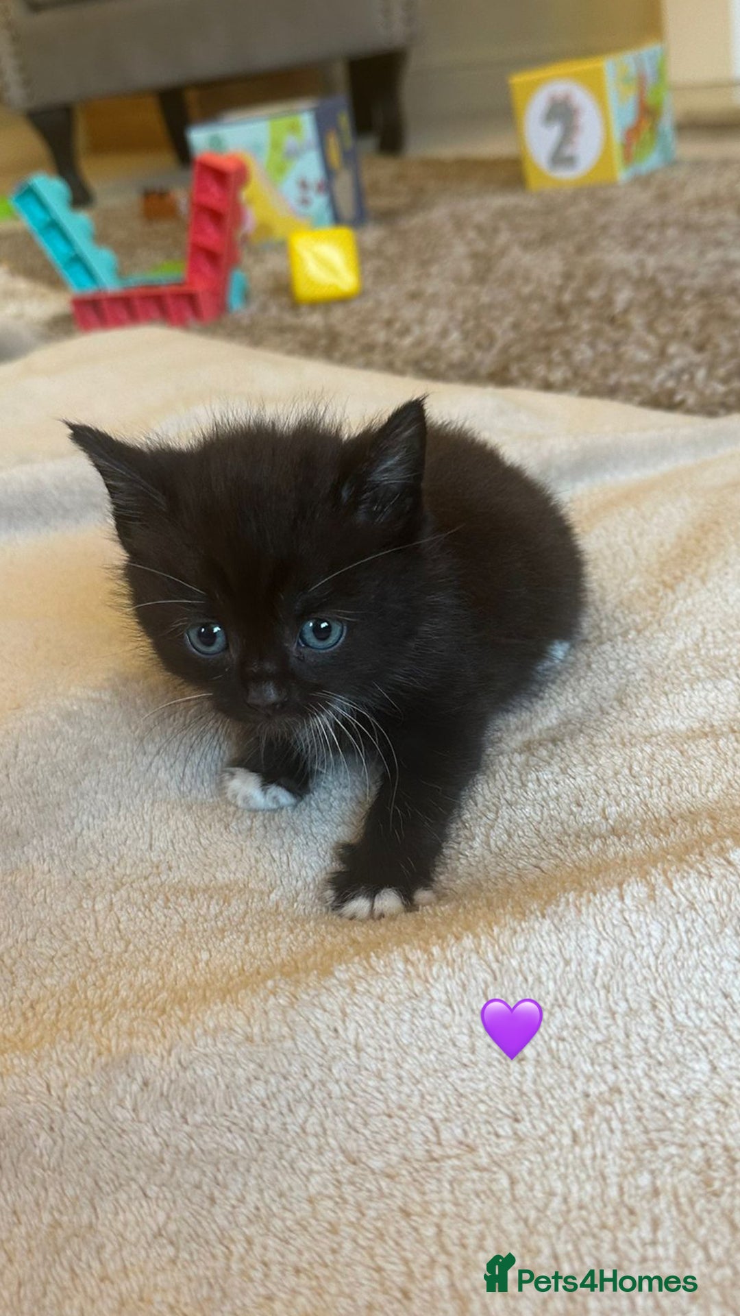 Mixed Breed cats for sale:  Beautiful Mixed-Breed Kittens🐾 - Image 10