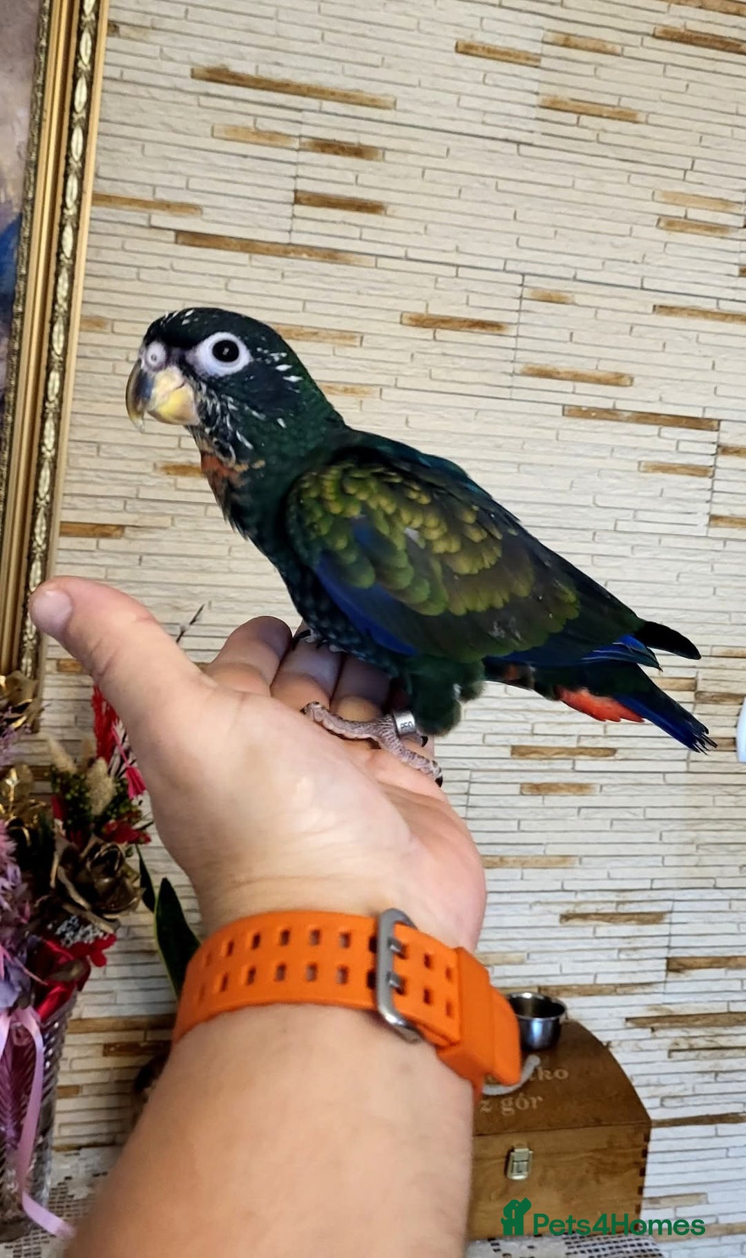 Parrots birds for sale: Bronze winged pionus friendly and tamed  - Advert 6