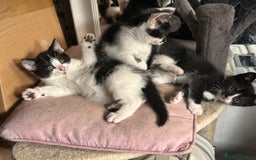 Mixed Breed cats for sale: Three kittens  - Image 7
