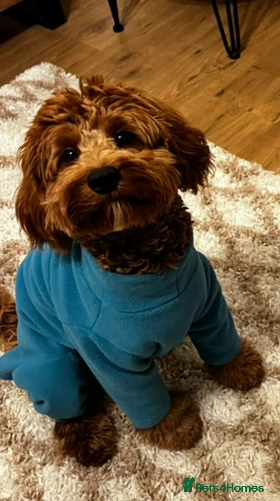 Cavapoo dogs for sale: Beautiful 9 Month Old F1 Cavapoo Boy - Advert 4